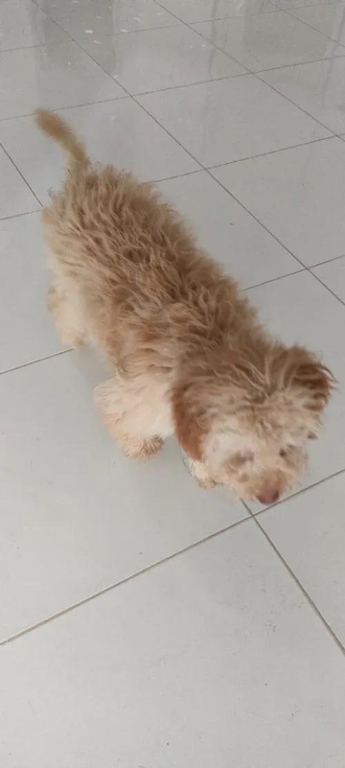 Caniche
