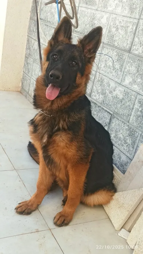 Femelle berger allemand 