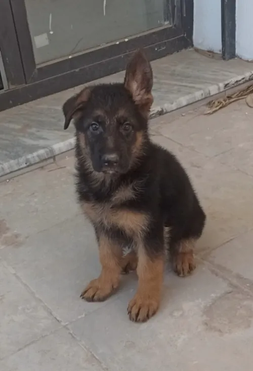 Mâle berger Allemand 