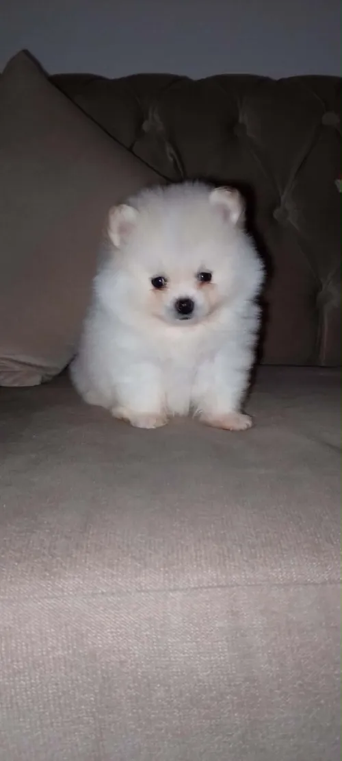 Spitz Pomeranian Loulou de pomeranie