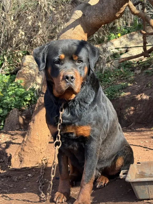 Rottweiler