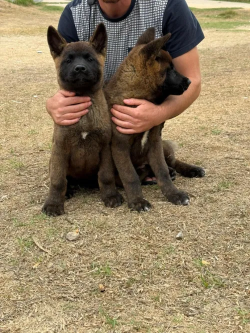 Akita Américain 