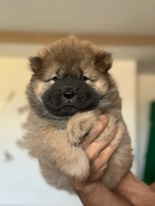 Chow chow شاو شاو