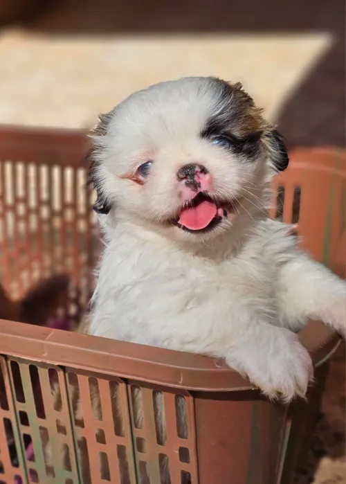 Pekinois mini بيكينوا