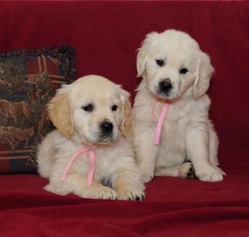 Golden retriever