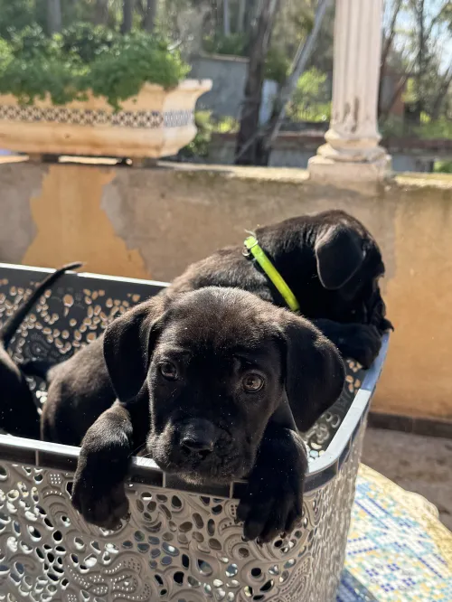Cane corso