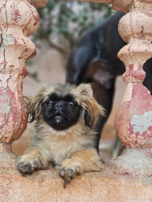 Pekinois, بيكينوا