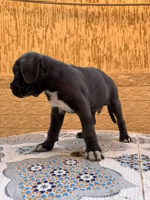 Cane corso ,كاني كورصو