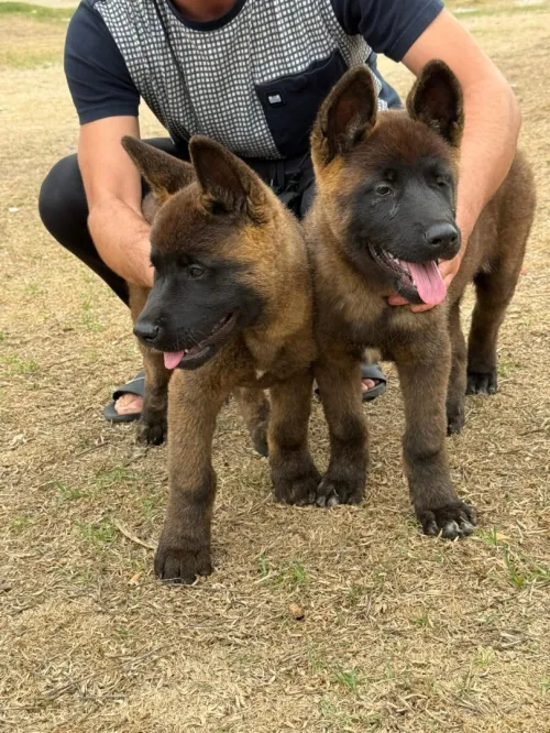 Akita Américain 