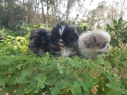 Pekinois mini بيكينوا