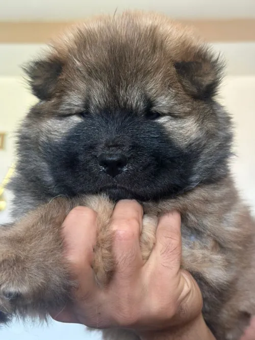 Chow chow شاو شاو