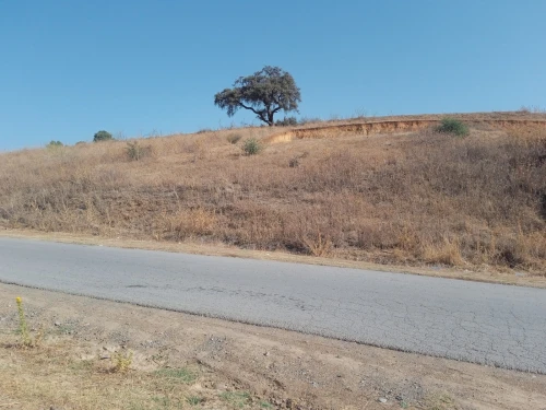 Vente Terrain Bouira Ain el turc