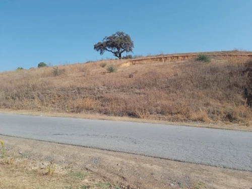 Vente Terrain Bouira Ain el turc