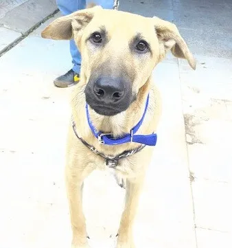 malinois