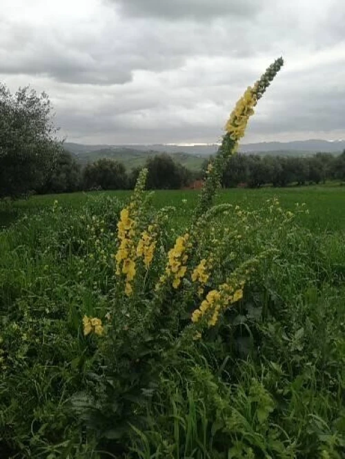 Vente Terrain Tizi Ouzou Boghni