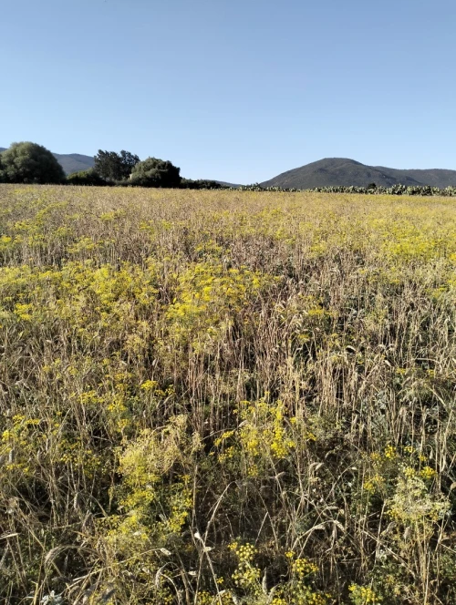 Vente Terrain Béjaïa El kseur