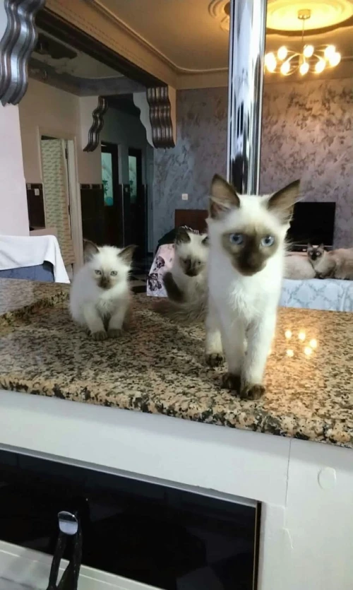 Chat Siamois