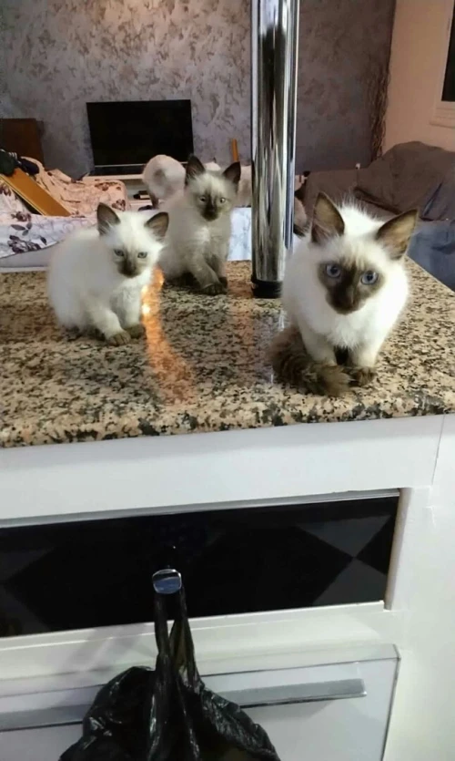 Chat Siamois