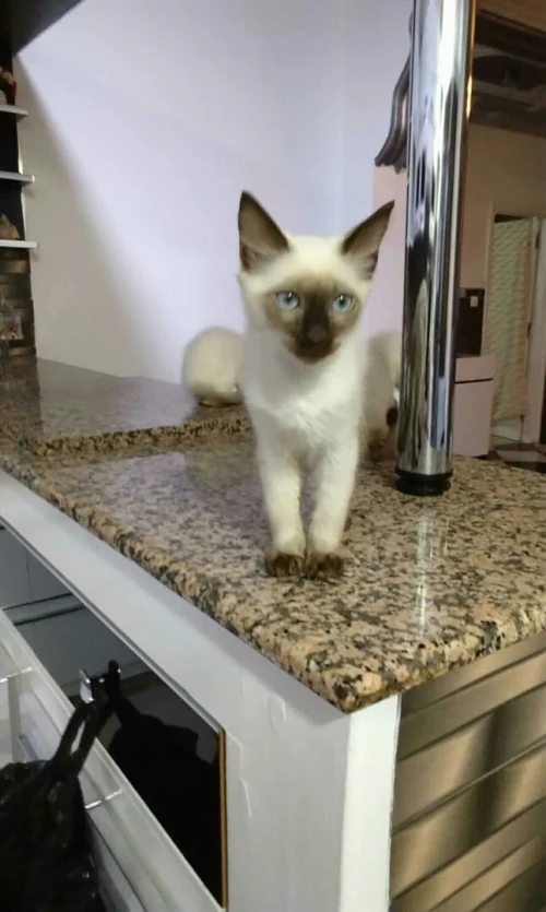 Chat Siamois