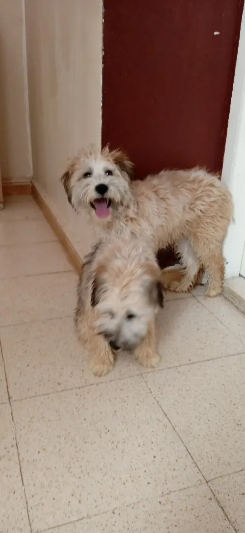 Caniche