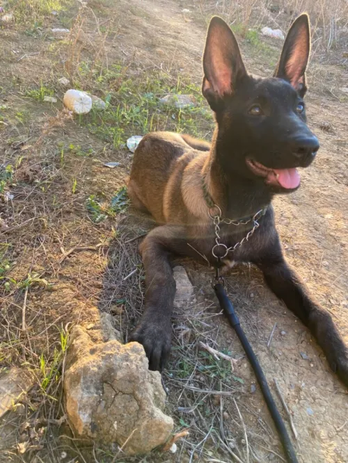 Chiots malinois charboni 