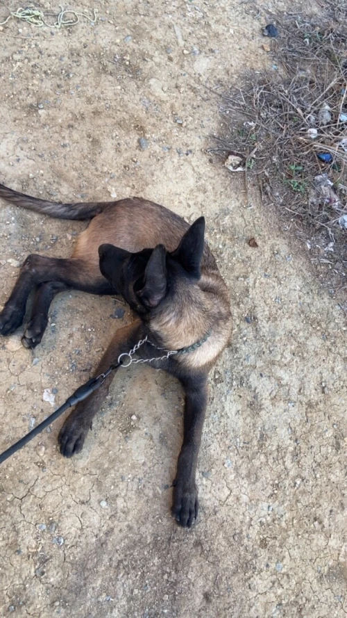 Chiots malinois charboni 