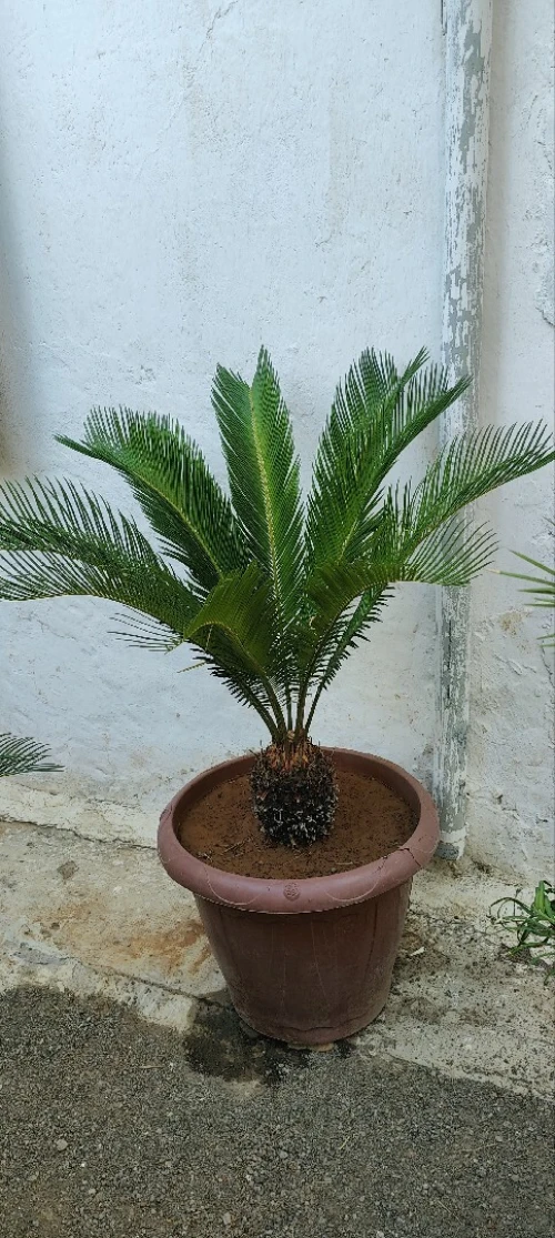 Plant seca Pour decocation