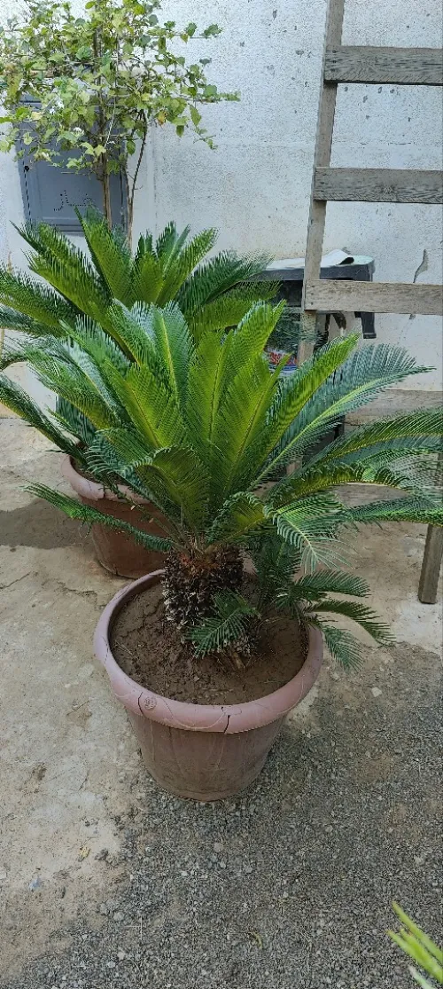 Plant seca Pour decocation