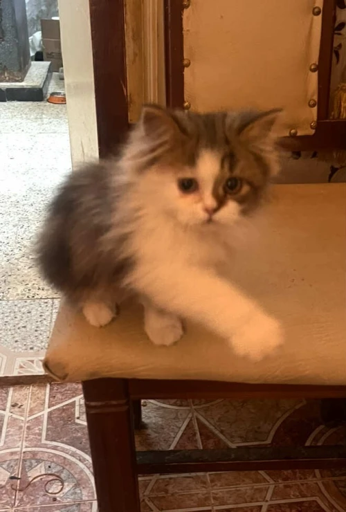 chaton persan male