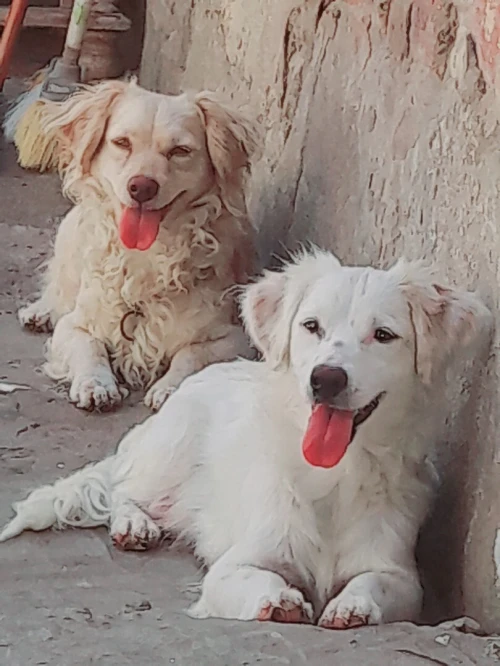 Chien Biche  chiwawa