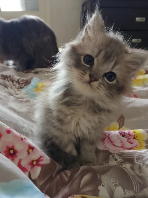 Chat Persan pure race