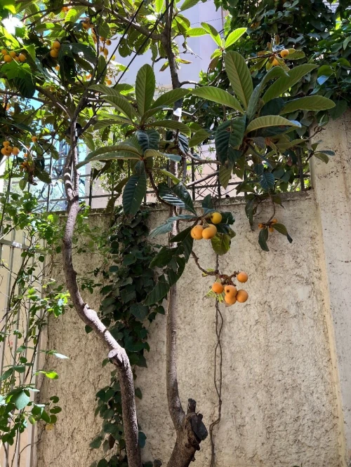 Vente Villa Sétif Setif