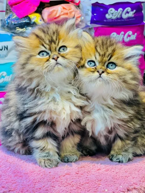 Persan golden tabby femelle et mâle 
