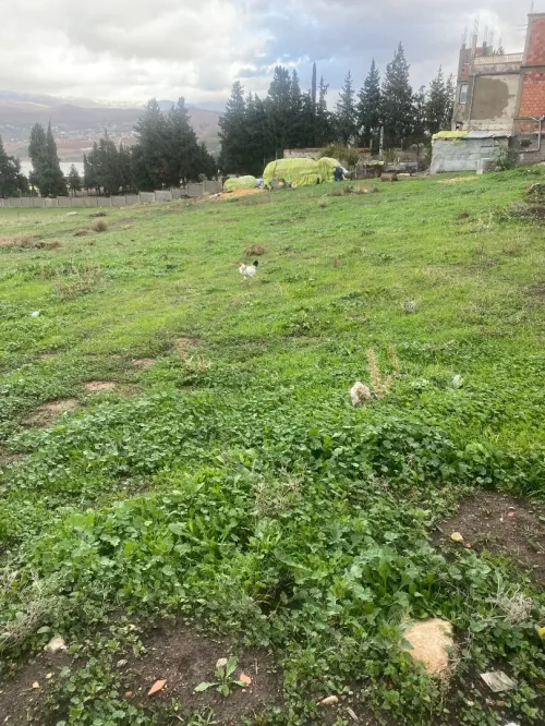 Vente Terrain Mila Sidi merouane