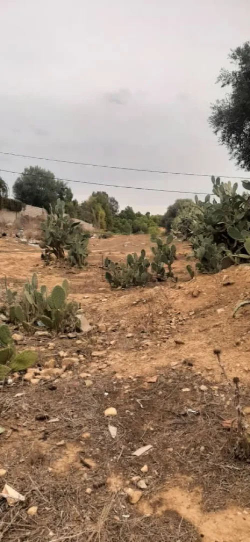 Vente Terrain Agricole Tipaza Attatba
