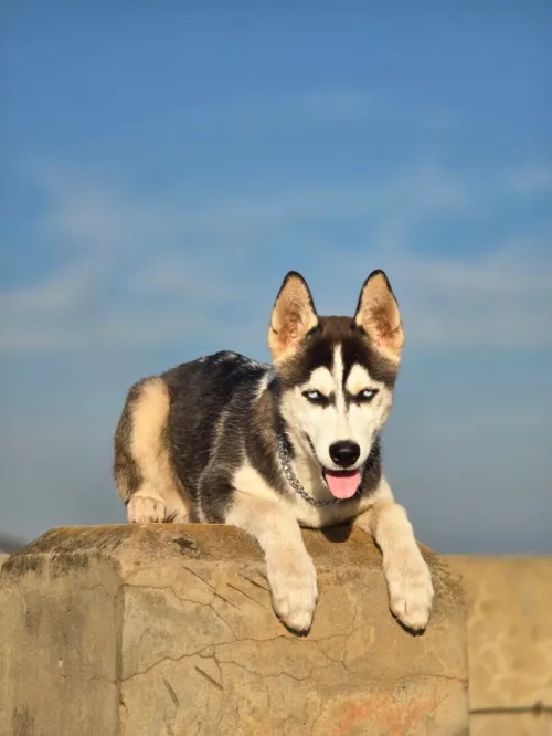 Chien husky Sibérie 