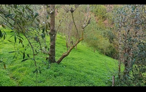 Vente Terrain Agricole Béjaïa Amizour