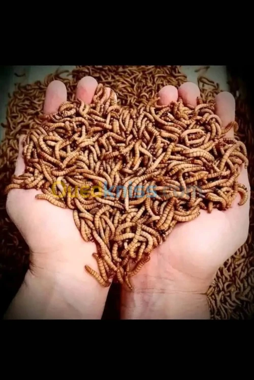 دود القبابي 