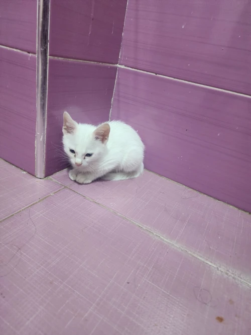 Chaton angora