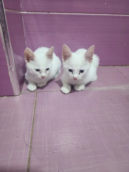 Chaton angora