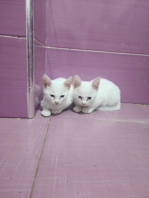 Chaton angora