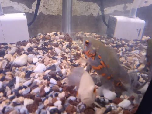 Aquarium avec poisson