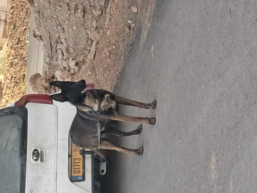 Malinois 