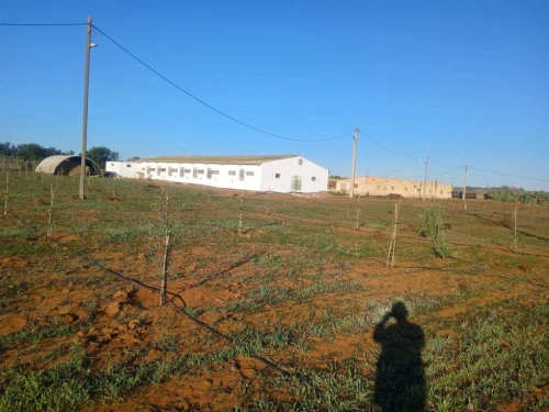 Vente Terrain Agricole Mostaganem Ain tadles