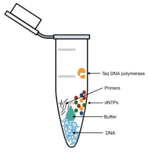 Amorces – Primers ( 1 base )