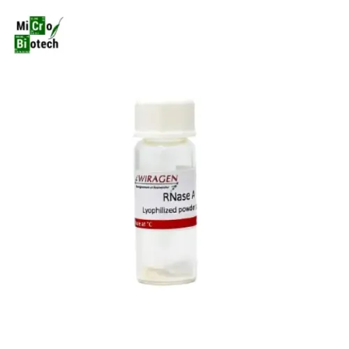 RNase A lyophilisé + ddH2O