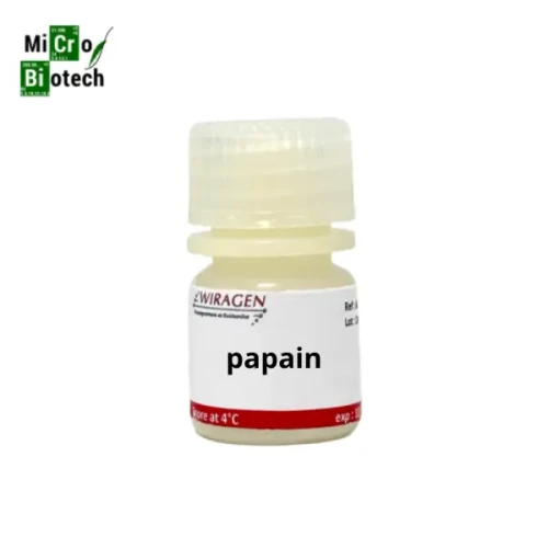 Enzyme Papaïne