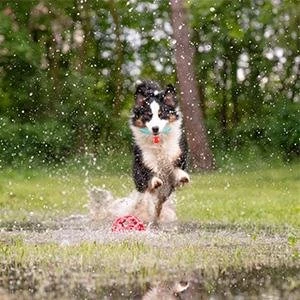 Collier lumineux LED pour chien (lot de 6) AJOXEL, lampe de sécurité LED pour animaux de compagnie, 3 modes de clignotement pour l'obscurité, 6 lumières et 6 piles de rechange