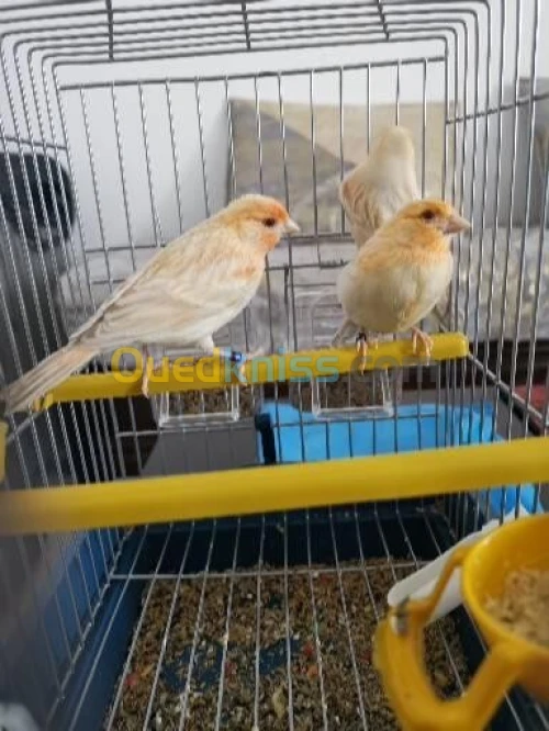 Canaris satiné yeux rouge 