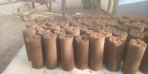 Bûche et noyaux de Grignon d'olive 